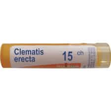 Clematis Erecta
